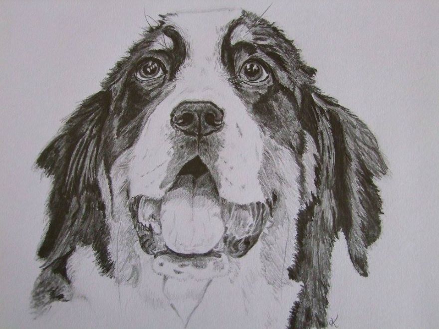 I Draw Realistic Pet Portraits