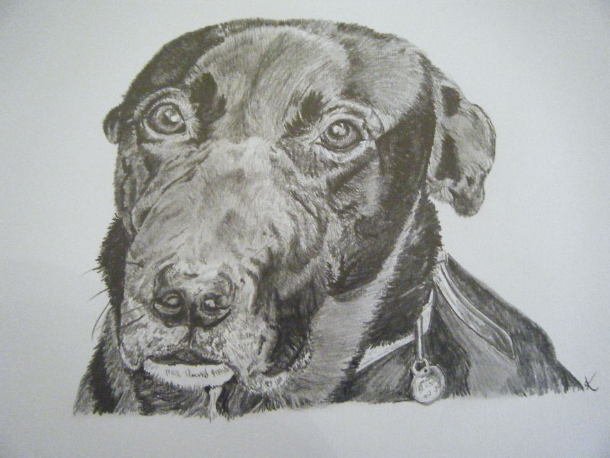I Draw Realistic Pet Portraits