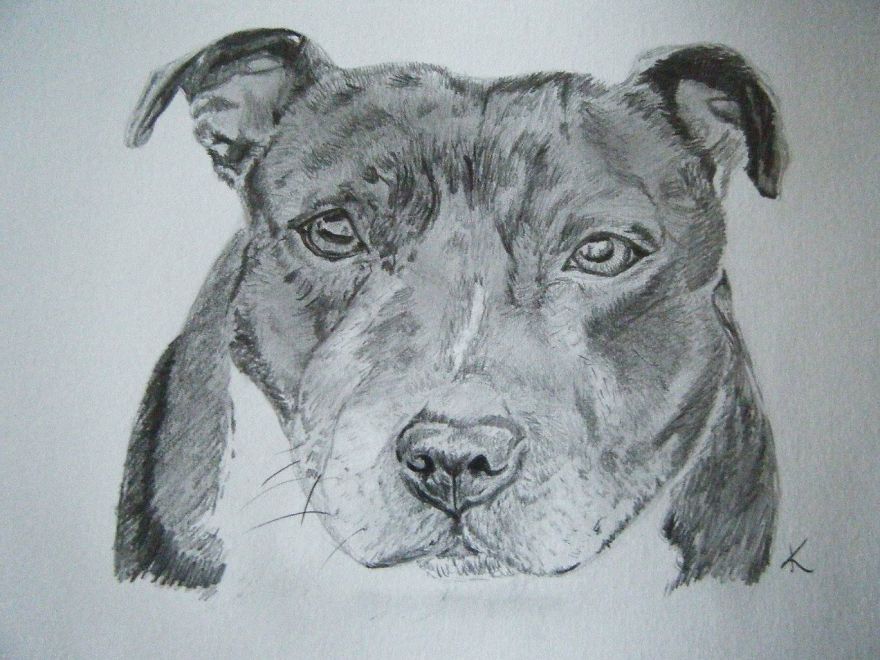 I Draw Realistic Pet Portraits I Draw Realistic Pet Portraits