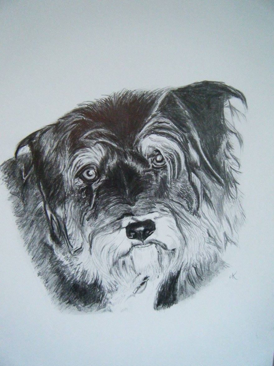 I Draw Realistic Pet Portraits