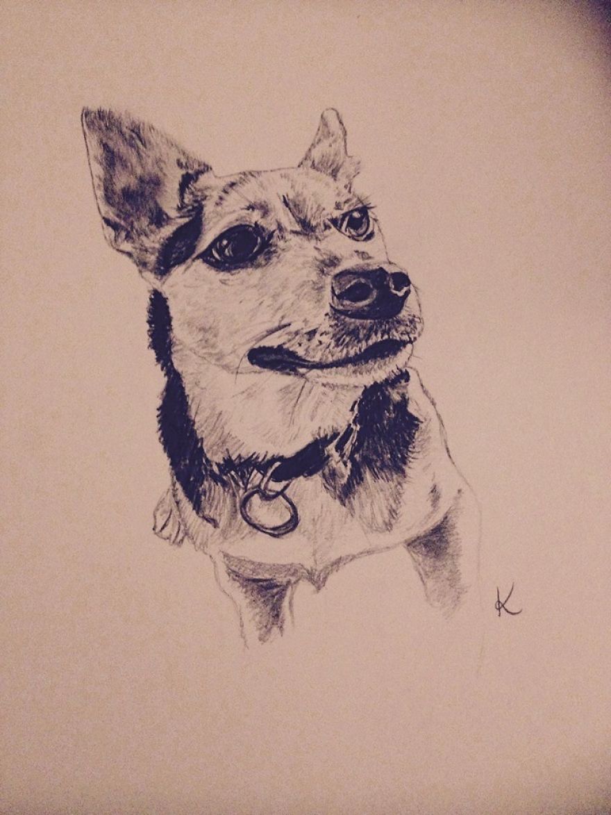 I Draw Realistic Pet Portraits