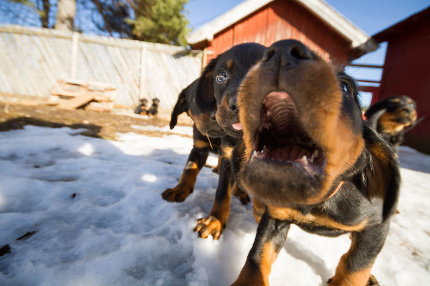 I Got Attacked By Really Cute Puppies