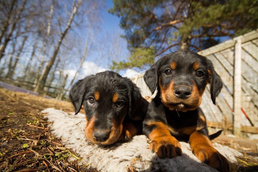 I Got Attacked By Really Cute Puppies