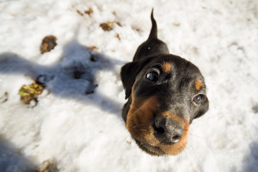 I Got Attacked By Really Cute Puppies