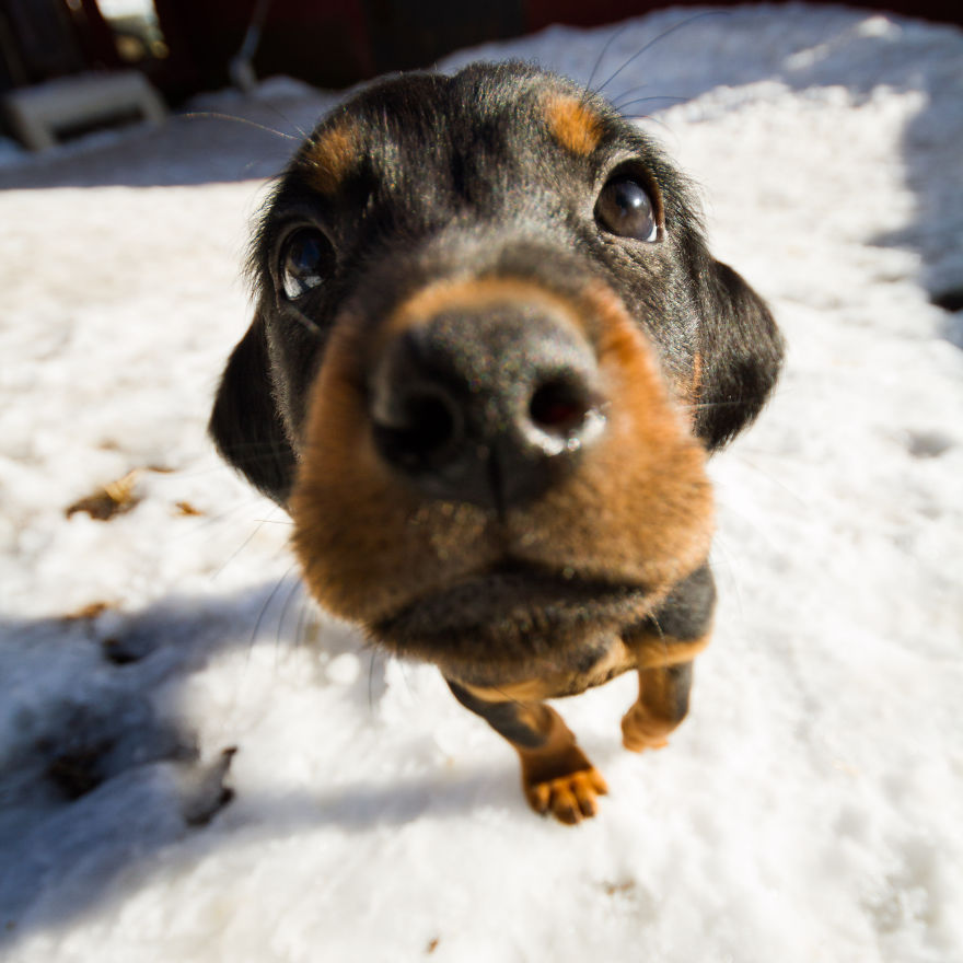 I Got Attacked By Really Cute Puppies