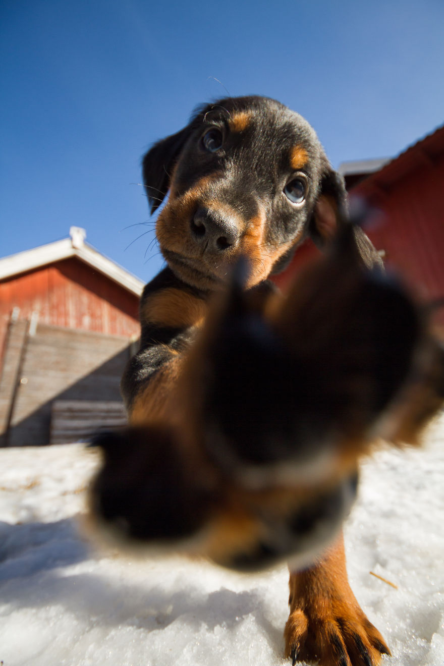 I Got Attacked By Really Cute Puppies