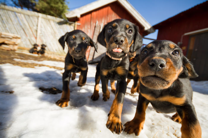 I Got Attacked By Really Cute Puppies