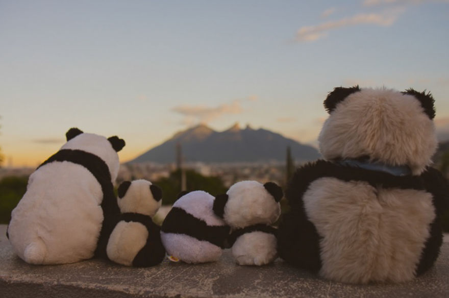 I Take My Pandas With Me On Photographic Adventures