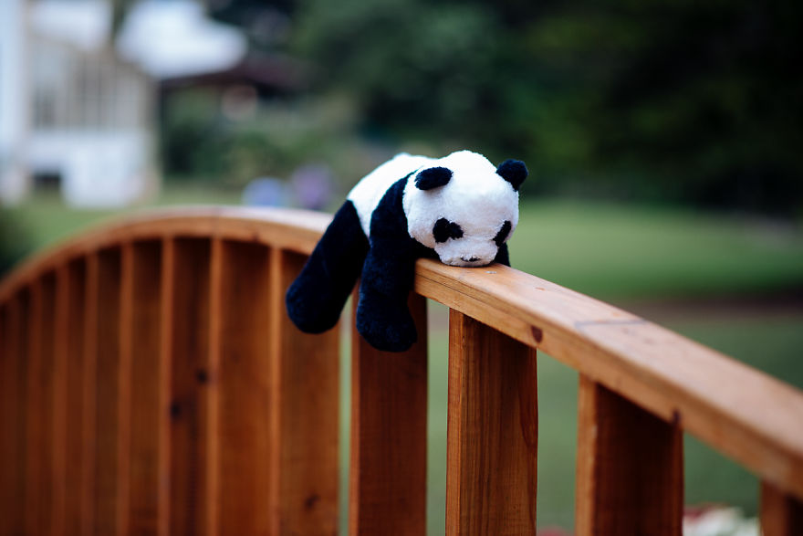 I Take My Pandas With Me On Photographic Adventures