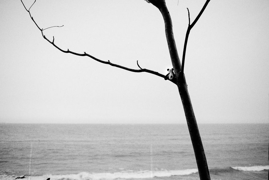 I Take My Pandas With Me On Photographic Adventures