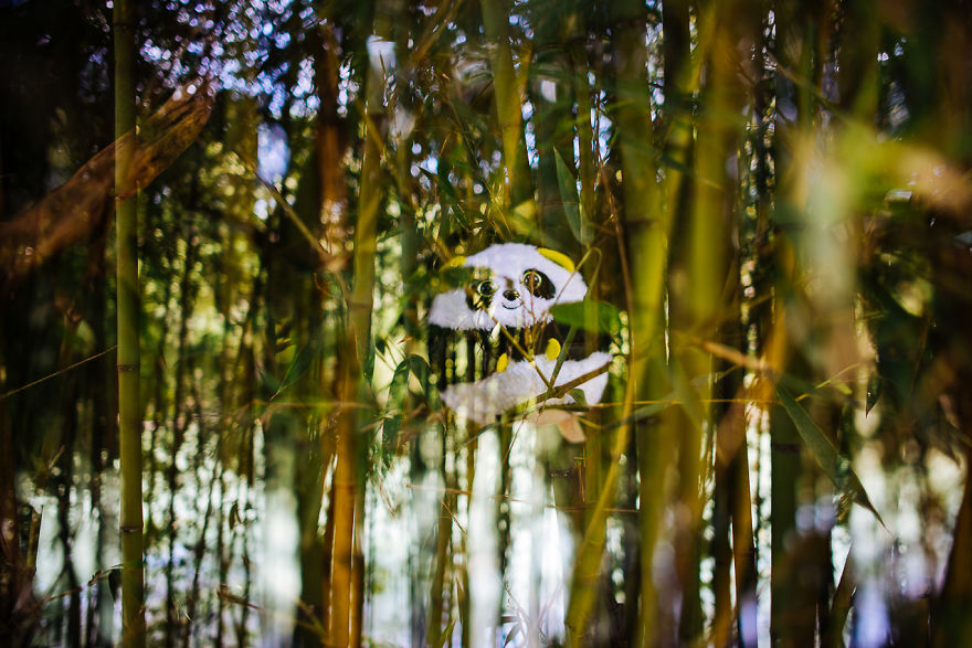 I Take My Pandas With Me On Photographic Adventures I Take My Pandas With Me On Photographic Adventures
