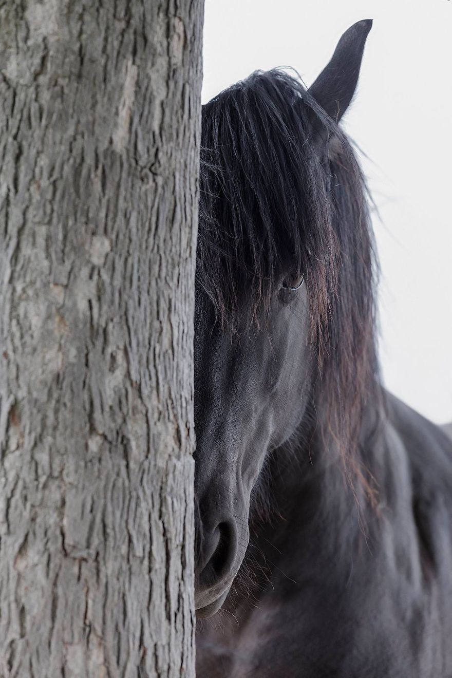 I Photograph Beautiful Friesian Horses All Year Long