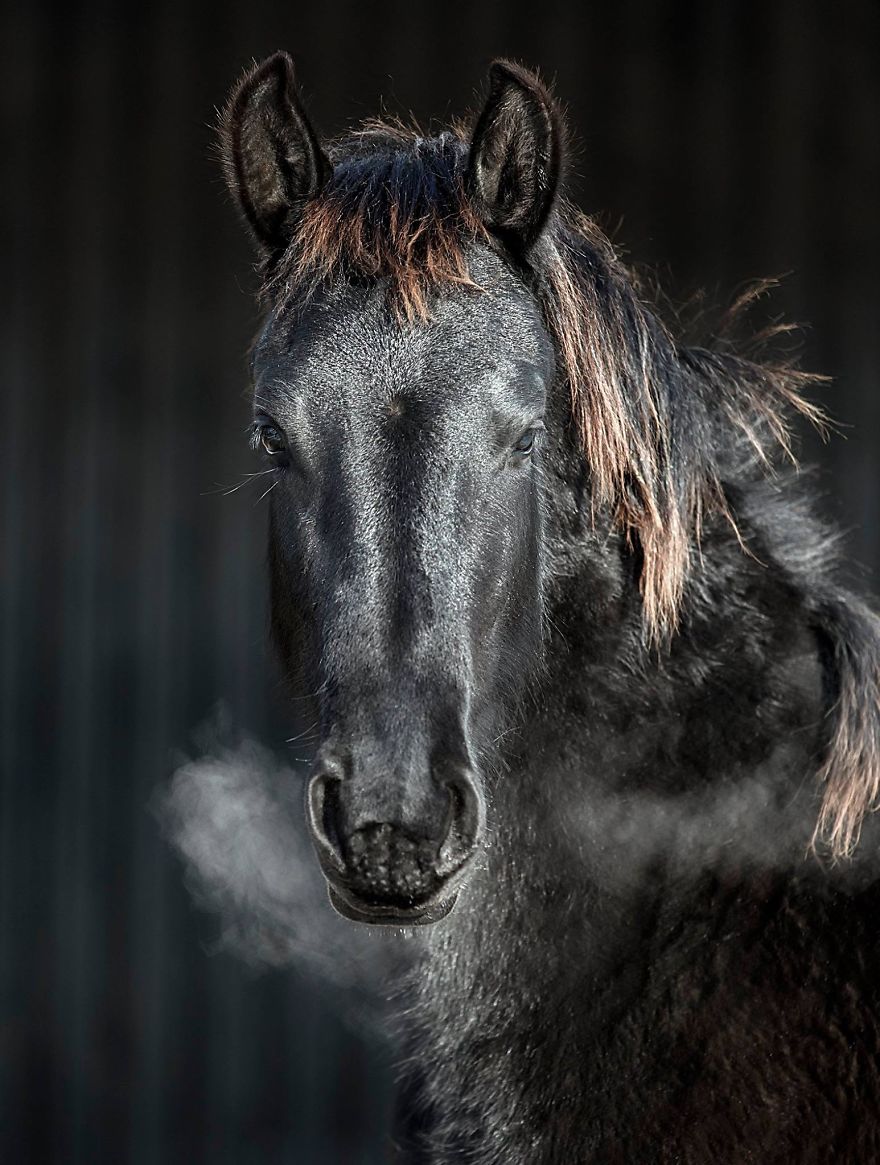 I Photograph Beautiful Friesian Horses All Year Long