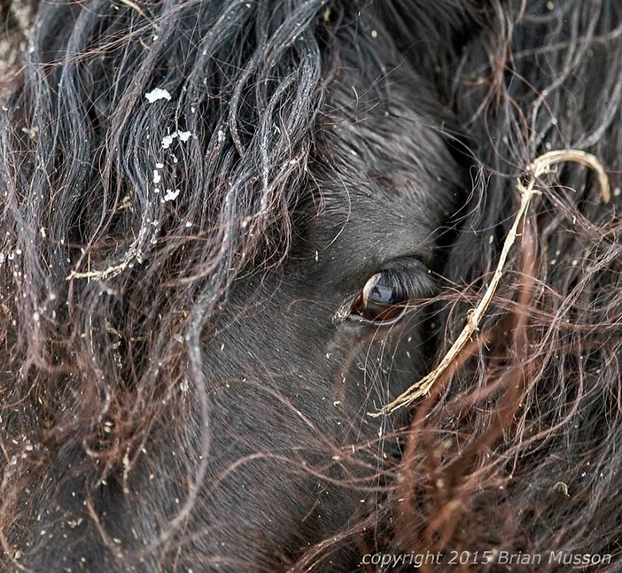 I Photograph Beautiful Friesian Horses All Year Long
