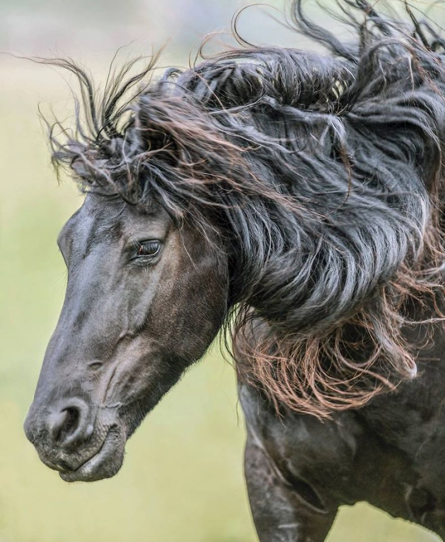 I Photograph Beautiful Friesian Horses All Year Long