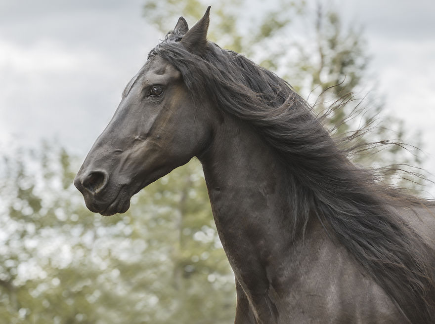 I Photograph Beautiful Friesian Horses All Year Long