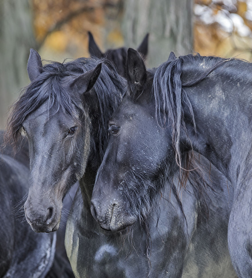 I Photograph Beautiful Friesian Horses All Year Long