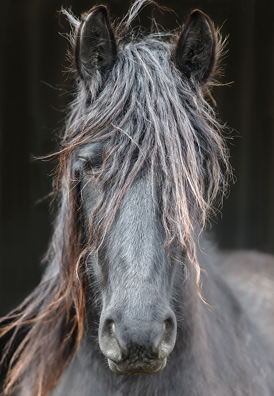 I Photograph Beautiful Friesian Horses All Year Long
