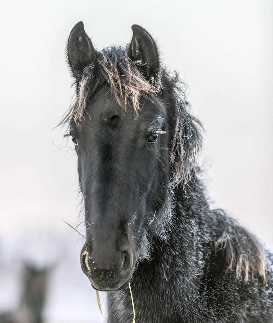 I Photograph Beautiful Friesian Horses All Year Long