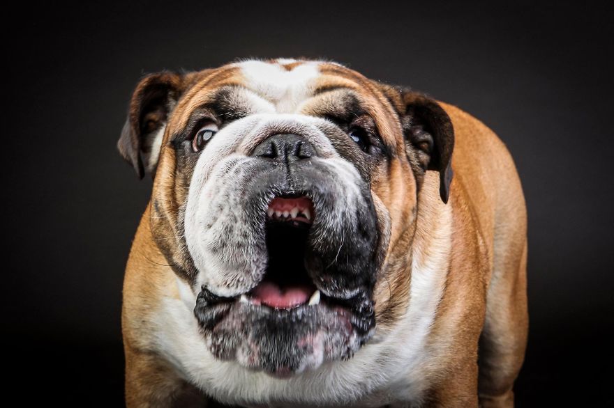 I Shoot Dogs... With My Camera!