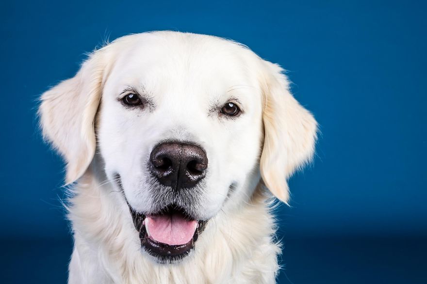 I Shoot Dogs... With My Camera!