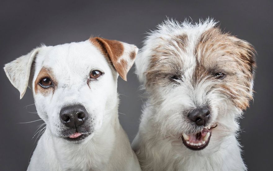 I Shoot Dogs... With My Camera!