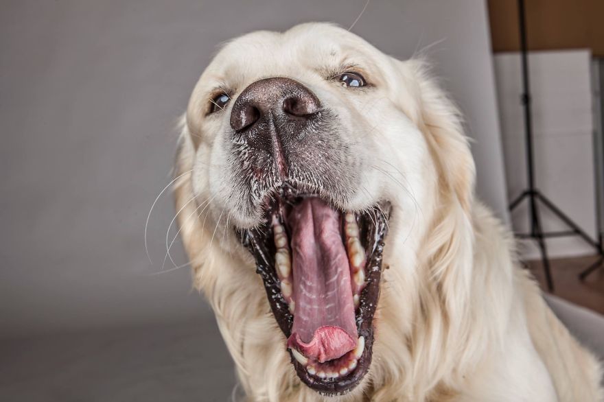 I Shoot Dogs... With My Camera!