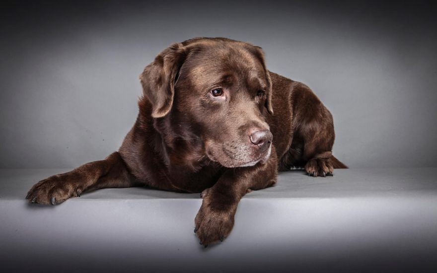 I Shoot Dogs... With My Camera!