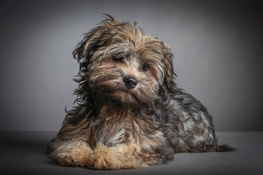 I Shoot Dogs... With My Camera!