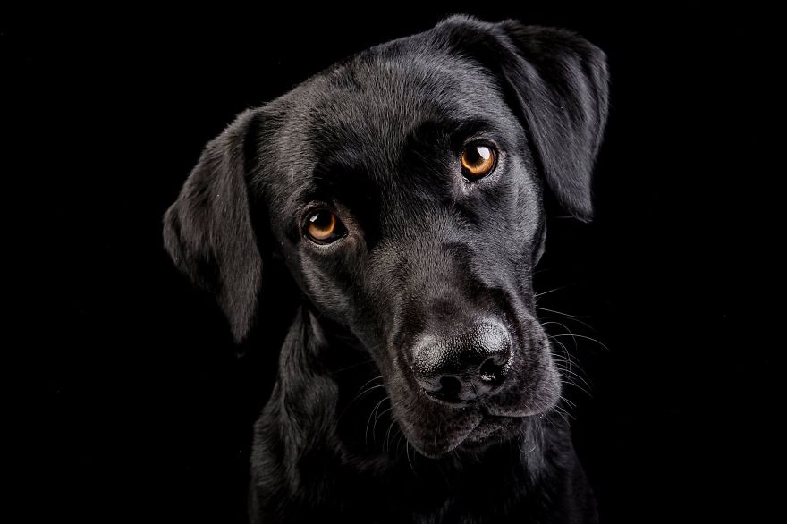 I Shoot Dogs... With My Camera!