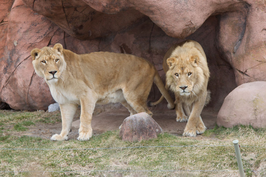 I Photograph Zoo Animals And Turn Them Into Surreal Images