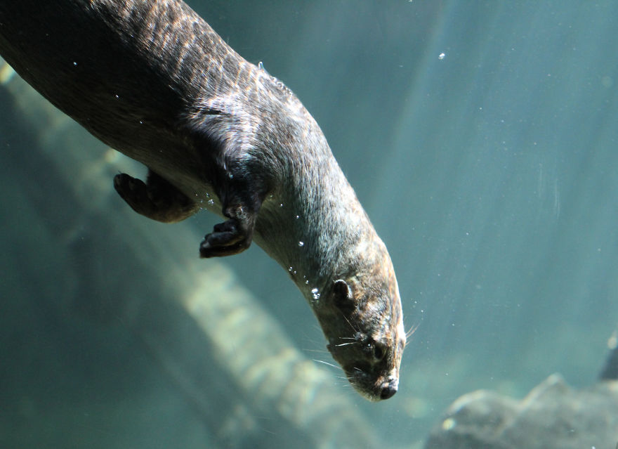 I Photograph Zoo Animals And Turn Them Into Surreal Images I Photograph Zoo Animals And Turn Them Into Surreal Images