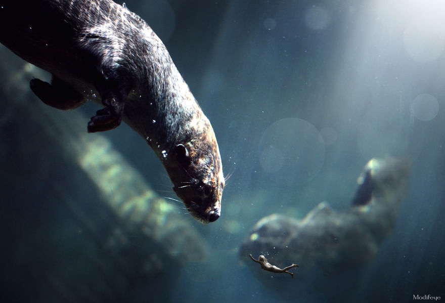 I Photograph Zoo Animals And Turn Them Into Surreal Images