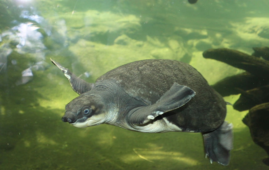 I Photograph Zoo Animals And Turn Them Into Surreal Images