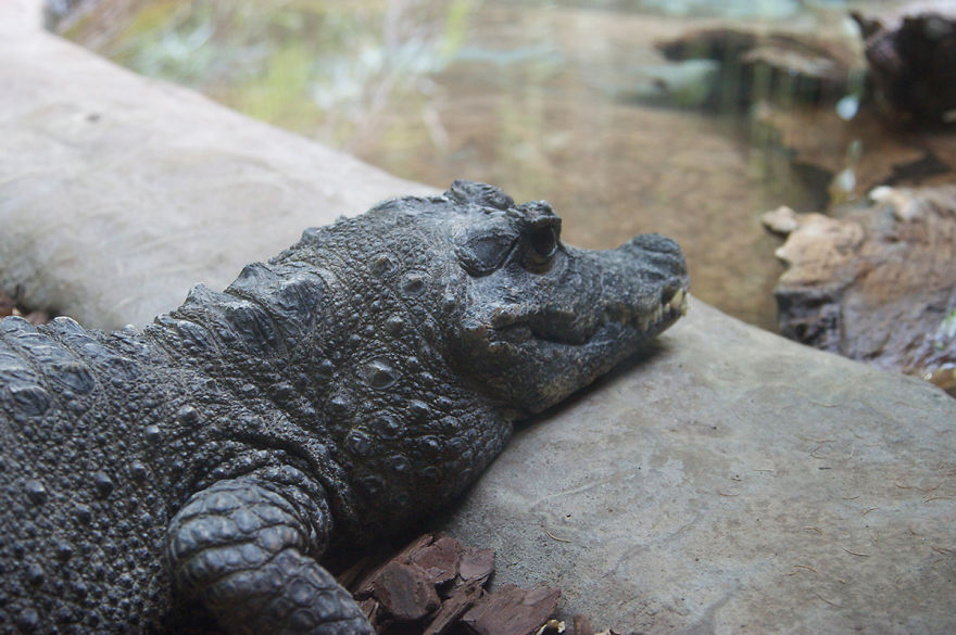 I Photograph Zoo Animals And Turn Them Into Surreal Images