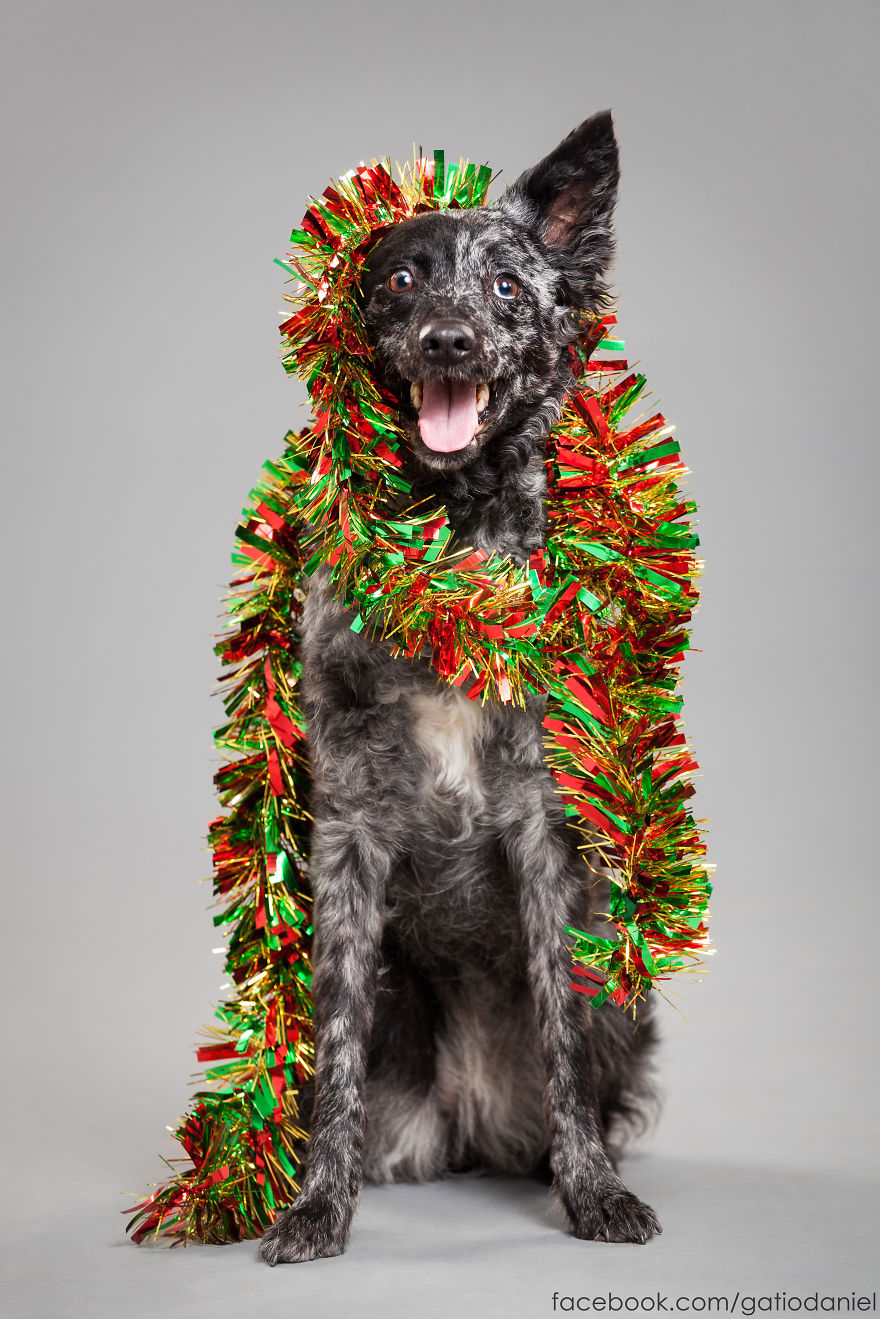 I Took Christmas-Themed Dog Portraits To Wish You Happy Holidays