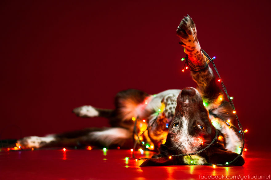 I Took Christmas-Themed Dog Portraits To Wish You Happy Holidays