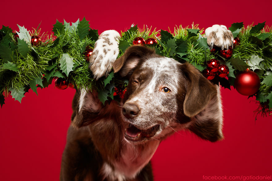 I Took Christmas-Themed Dog Portraits To Wish You Happy Holidays