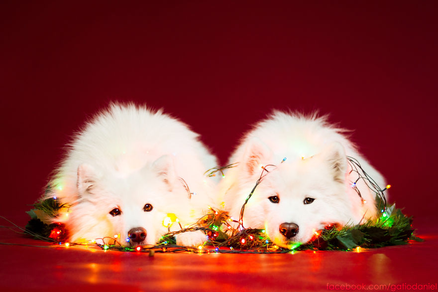 I Took Christmas-Themed Dog Portraits To Wish You Happy Holidays