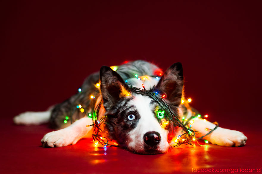 I Took Christmas-Themed Dog Portraits To Wish You Happy Holidays