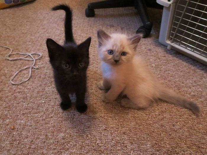 I Turned My Spare Bedroom Into A Foster Room For 24 Cats