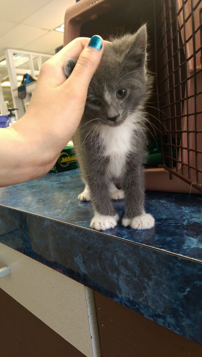 I Turned My Spare Bedroom Into A Foster Room For 24 Cats I Turned My Spare Bedroom Into A Foster Room For 24 Cats