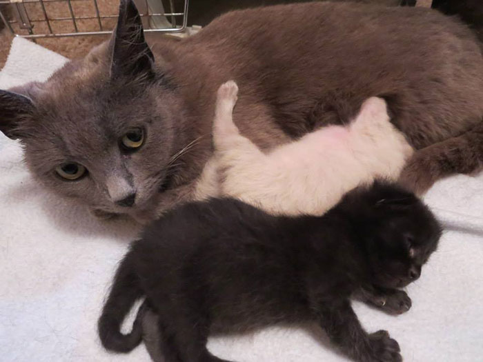 I Turned My Spare Bedroom Into A Foster Room For 24 Cats I Turned My Spare Bedroom Into A Foster Room For 24 Cats