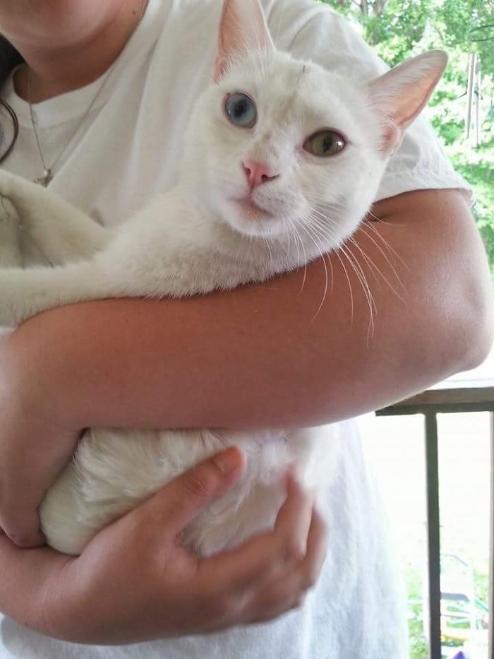 I Turned My Spare Bedroom Into A Foster Room For 24 Cats I Turned My Spare Bedroom Into A Foster Room For 24 Cats