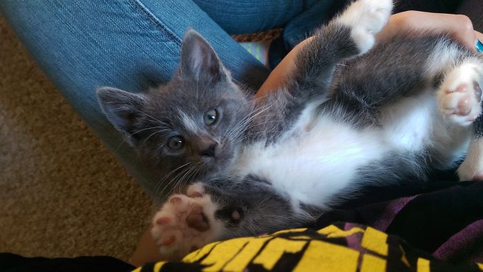 I Turned My Spare Bedroom Into A Foster Room For 24 Cats