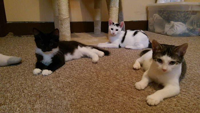 I Turned My Spare Bedroom Into A Foster Room For 24 Cats I Turned My Spare Bedroom Into A Foster Room For 24 Cats