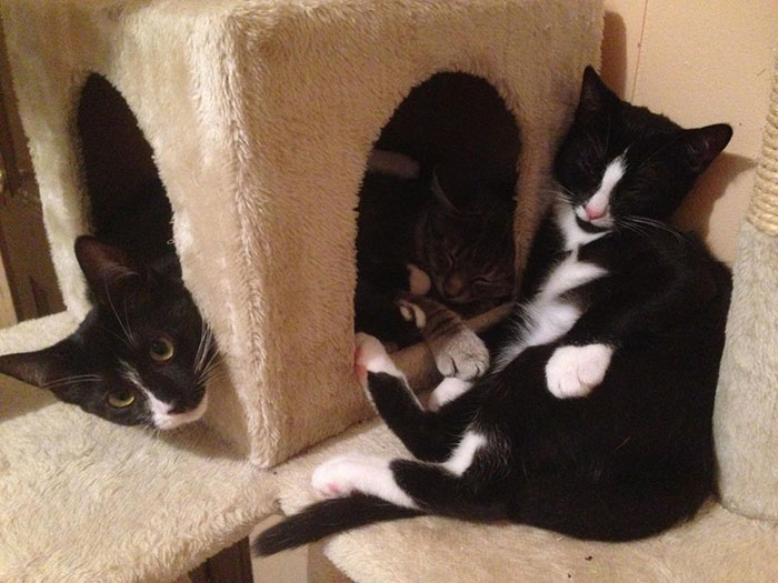 I Turned My Spare Bedroom Into A Foster Room For 24 Cats I Turned My Spare Bedroom Into A Foster Room For 24 Cats