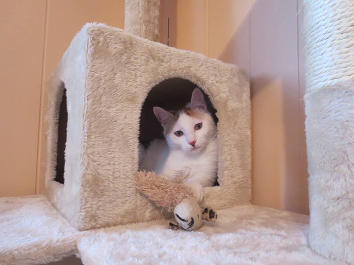 I Turned My Spare Bedroom Into A Foster Room For 24 Cats