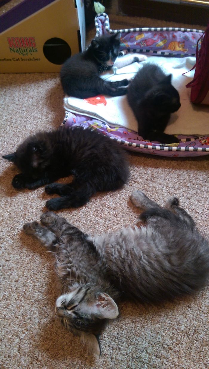 I Turned My Spare Bedroom Into A Foster Room For 24 Cats