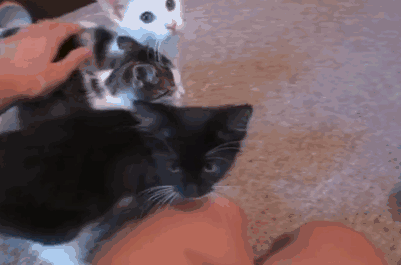 I Turned My Spare Bedroom Into A Foster Room For 24 Cats